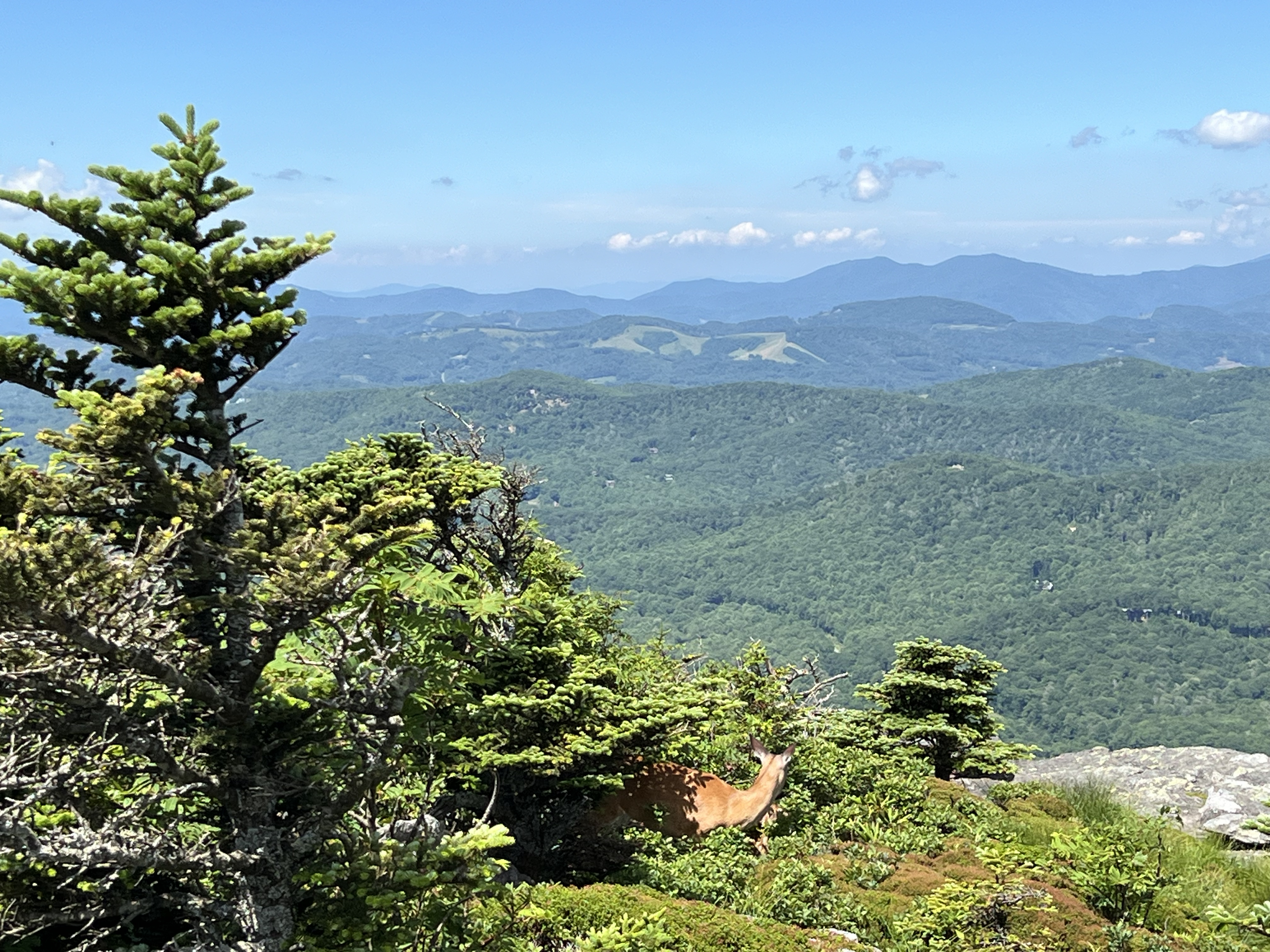 ./2024/08 - Banner Elk/Grandfather Mountain/IMG_1908.jpg